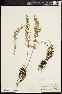 Myriopteris lanosa image