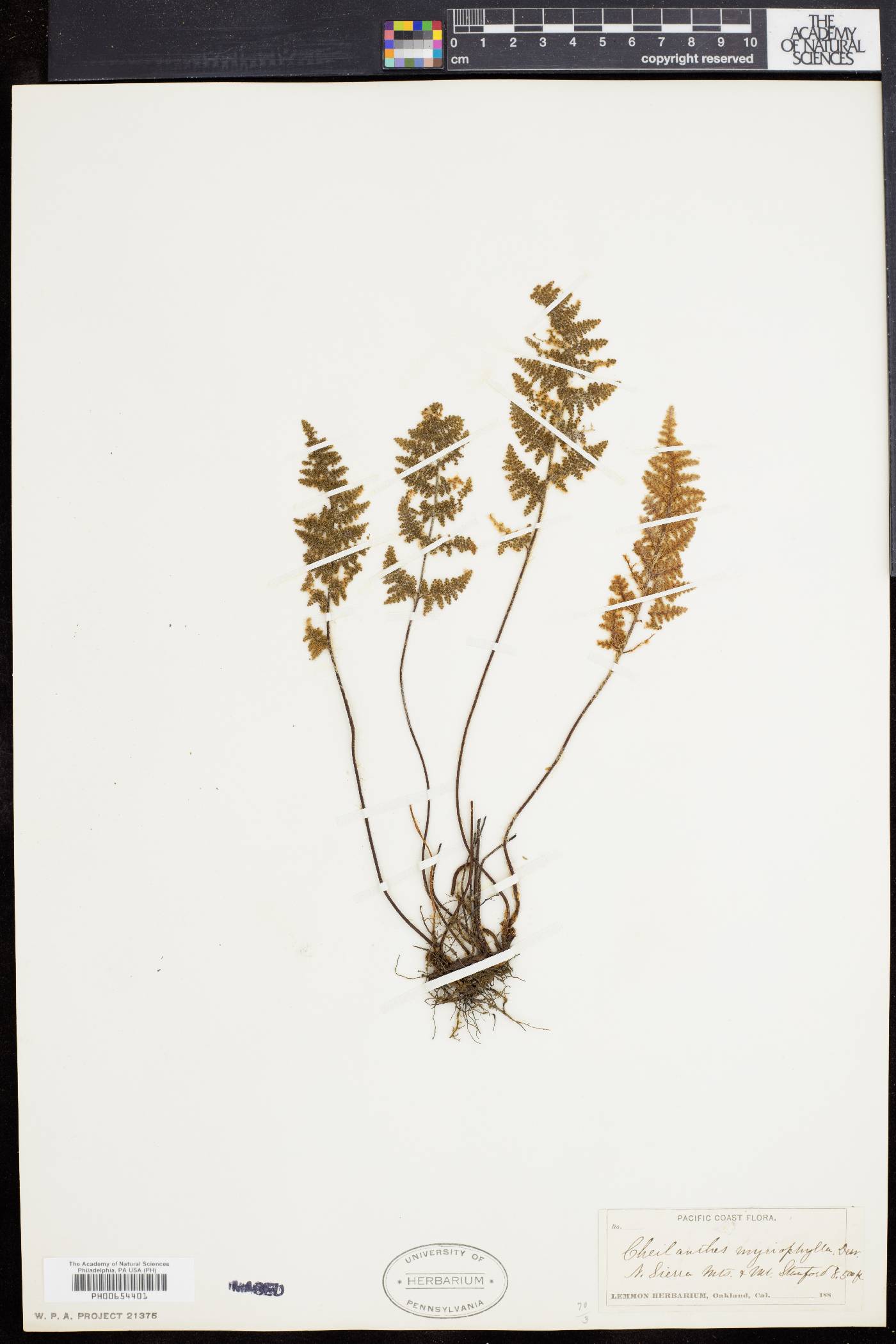 Myriopteris myriophylla image