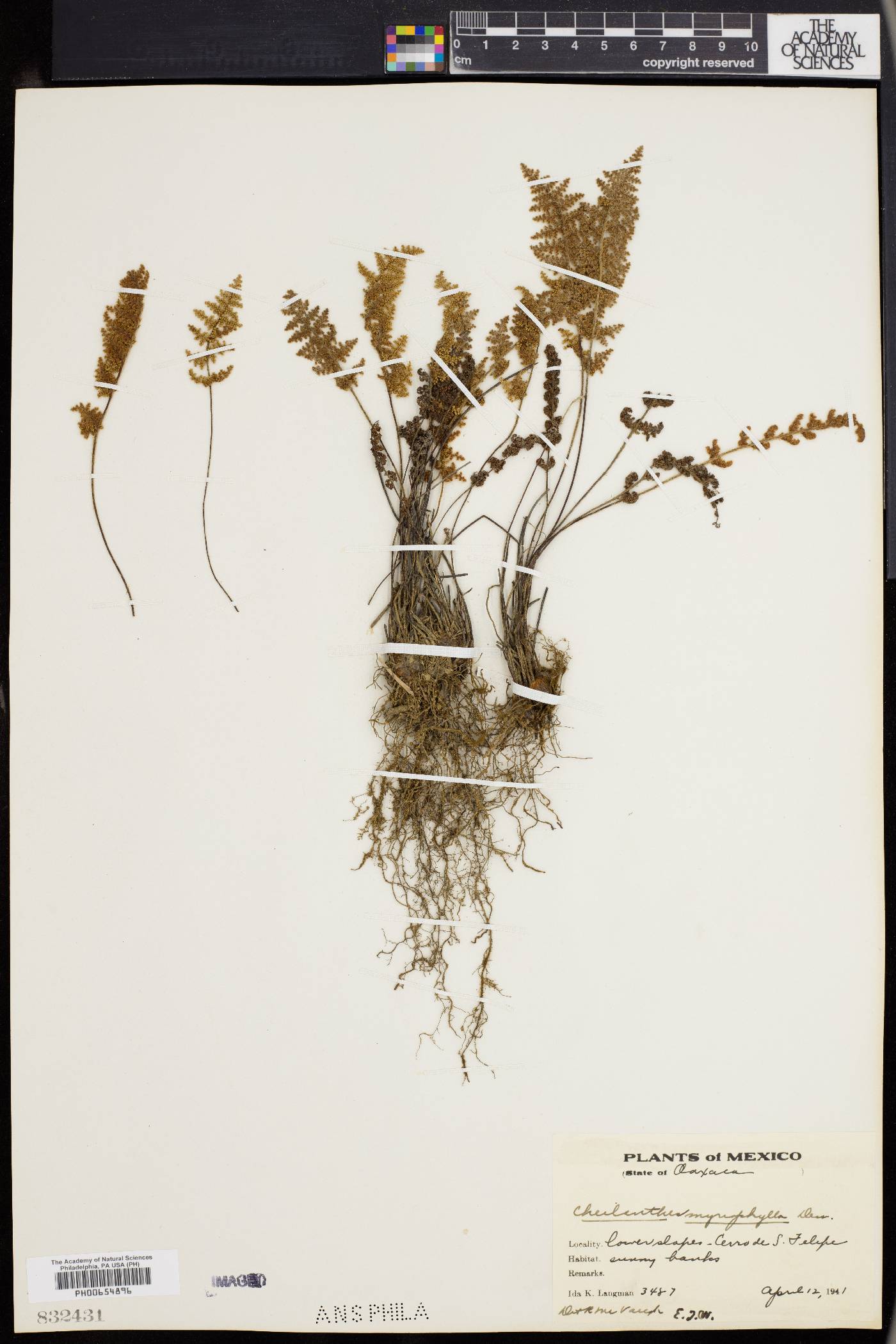 Myriopteris myriophylla image