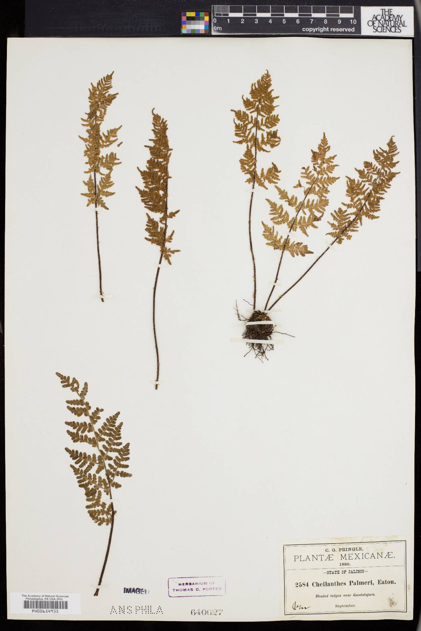 Cheilanthes palmeri image