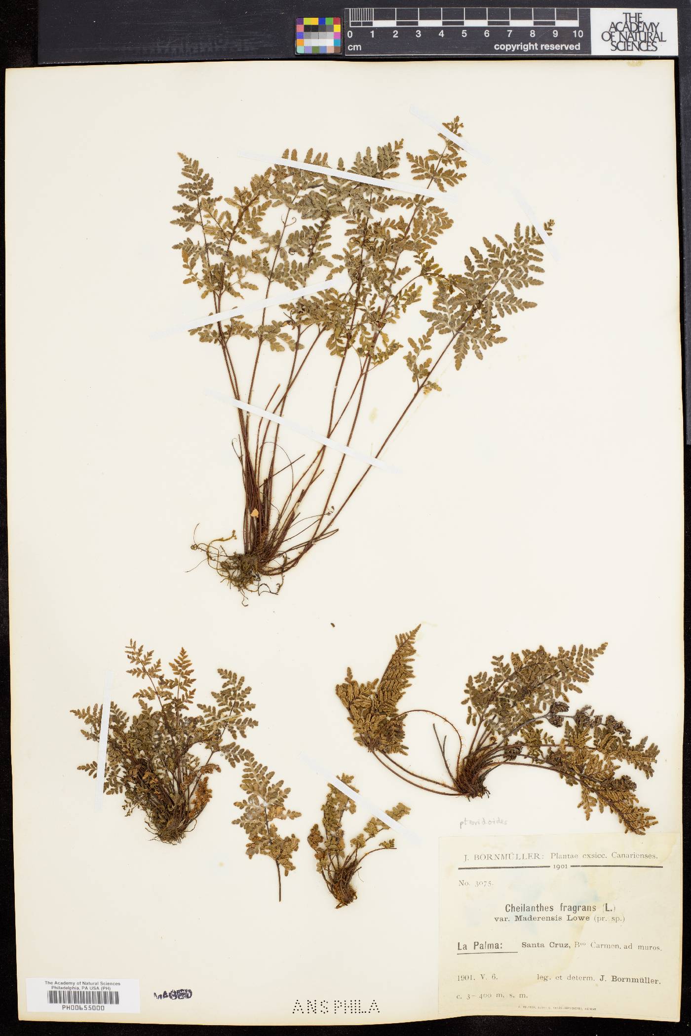 Cheilanthes pteridioides image
