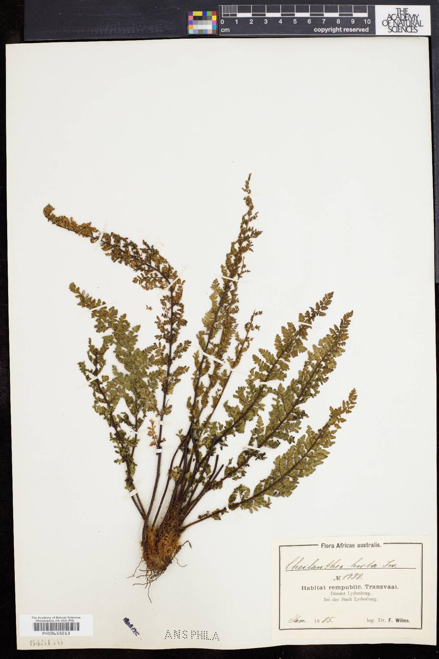 Cheilanthes hirta image