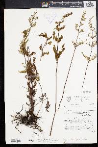 Cheilanthes tenuifolia image