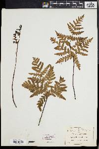 Cheiloplecton rigidum image