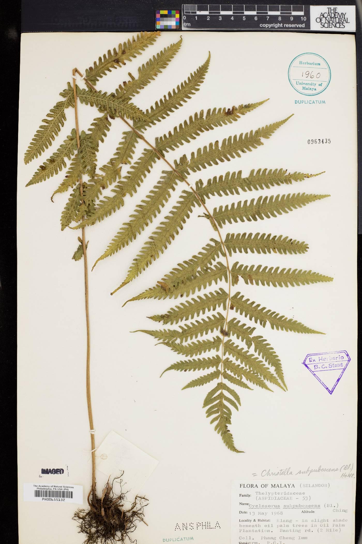 Christella subpubescens image
