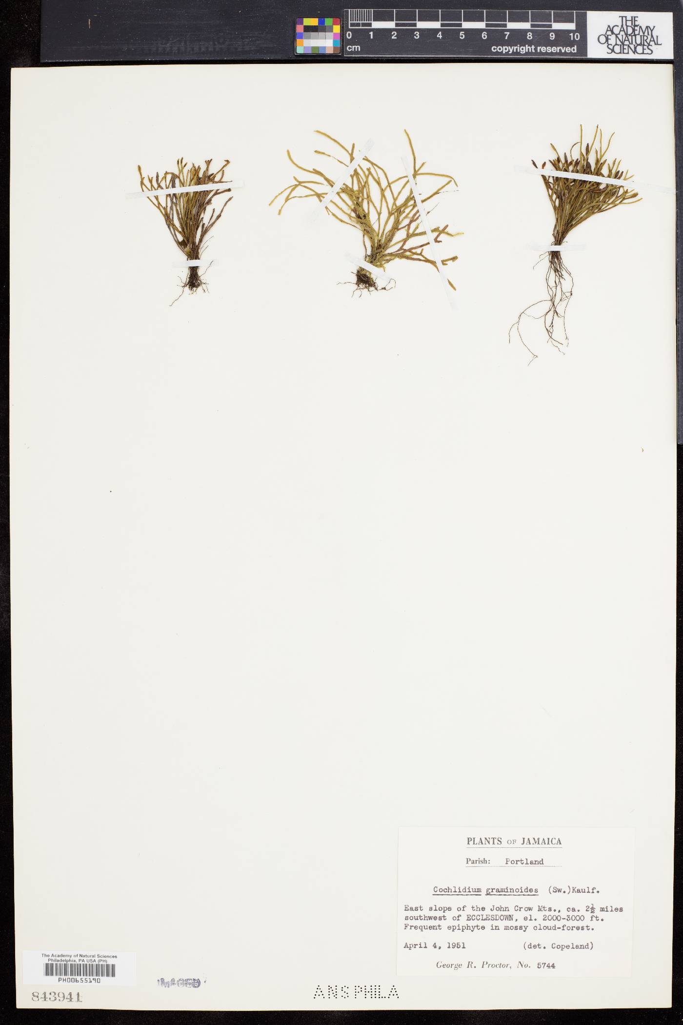 Cochlidium graminoides image