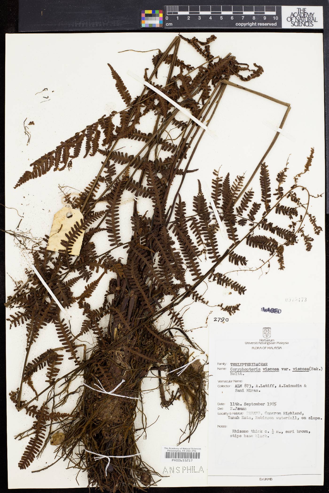 Coryphopteris viscosa image