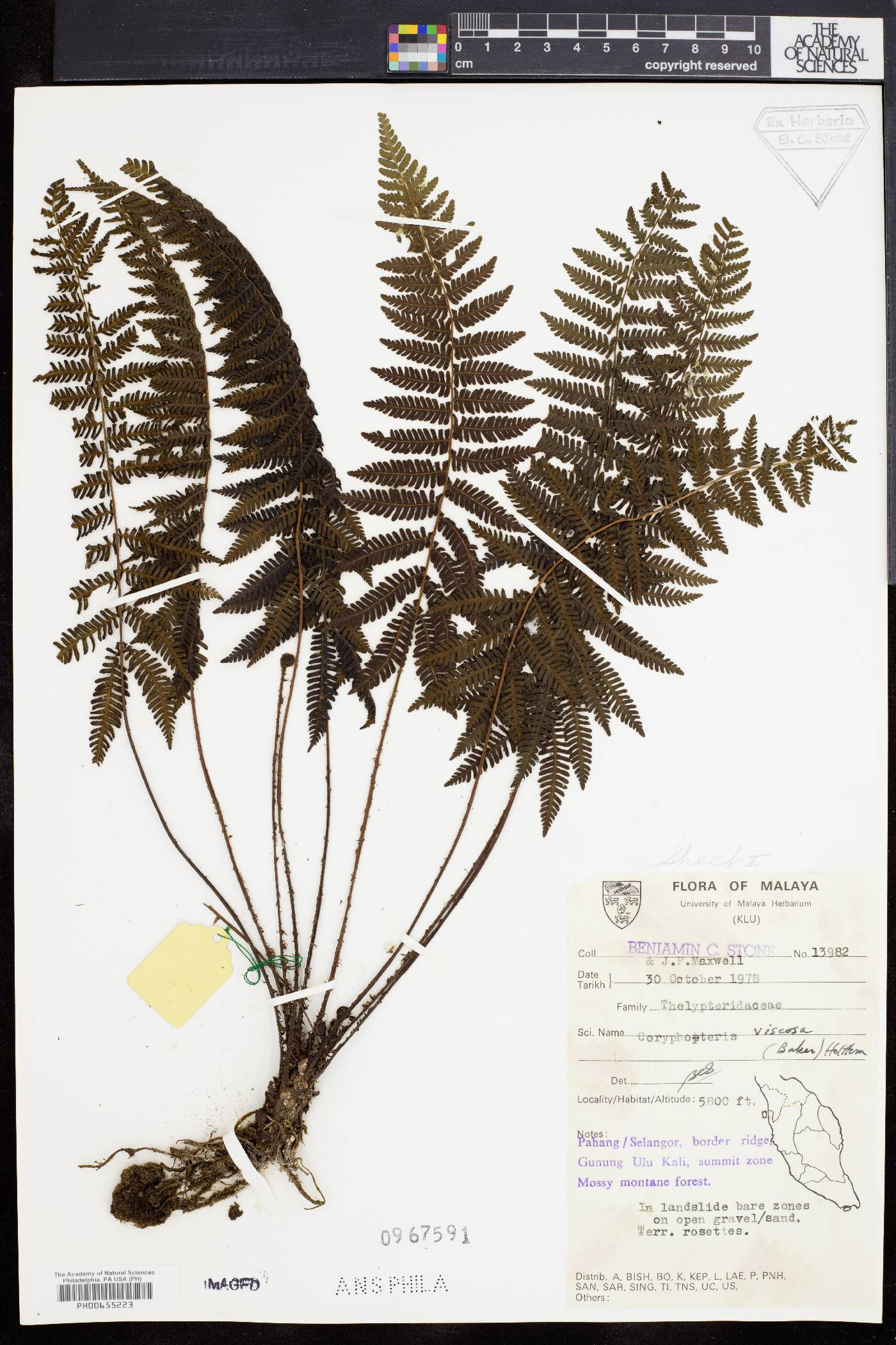 Coryphopteris viscosa image