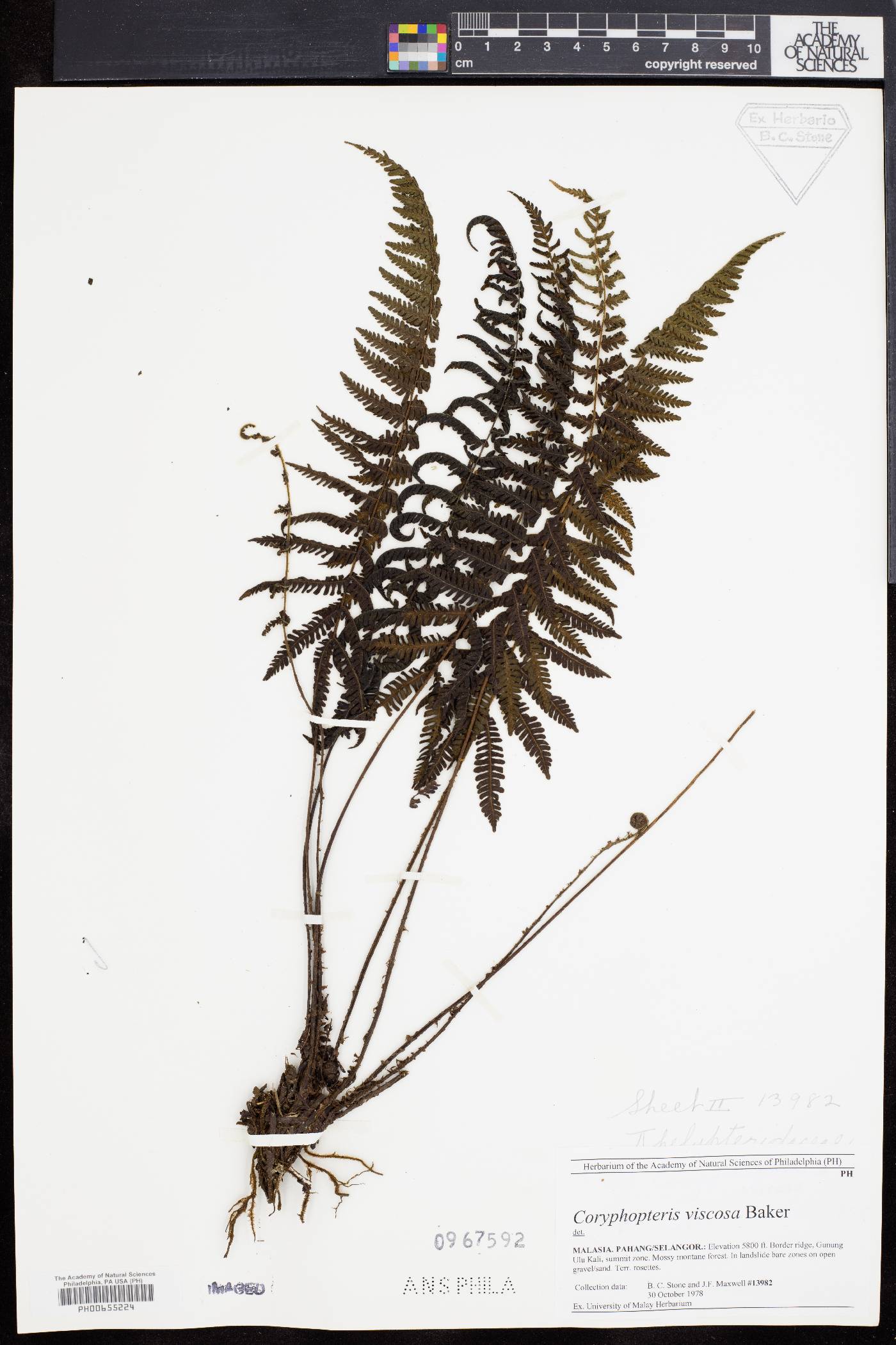 Coryphopteris viscosa image