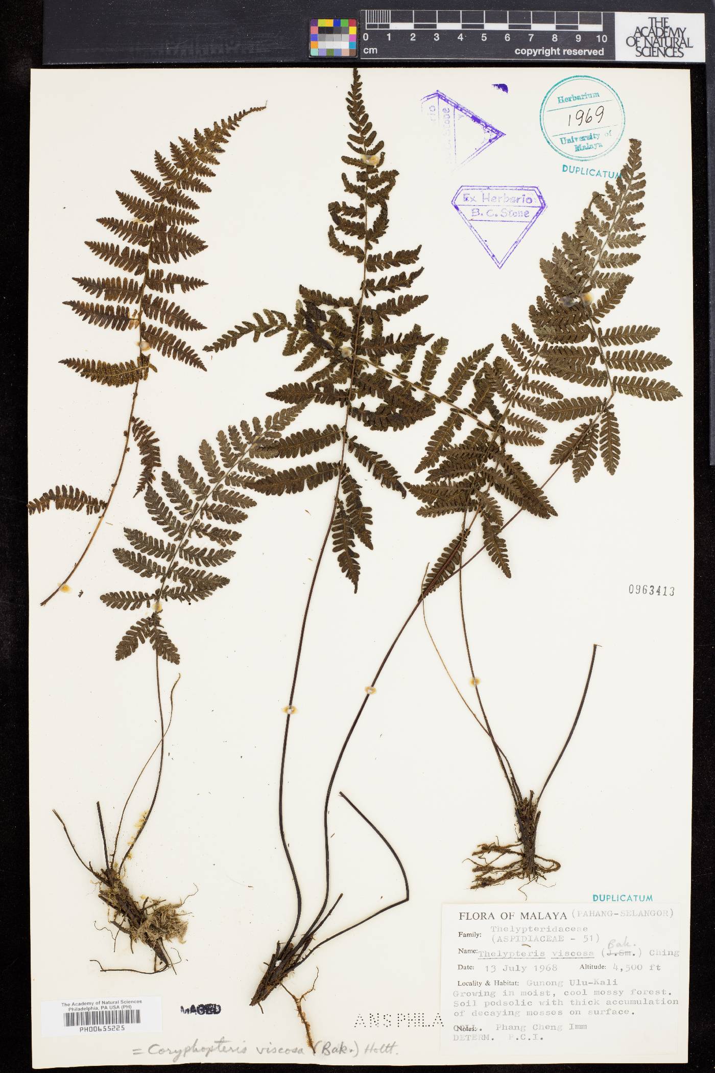 Coryphopteris image