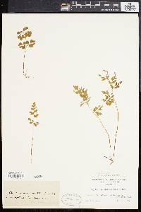 Cryptogramma stelleri image