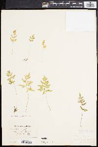 Cryptogramma stelleri image
