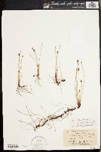 Eleocharis acuminata image