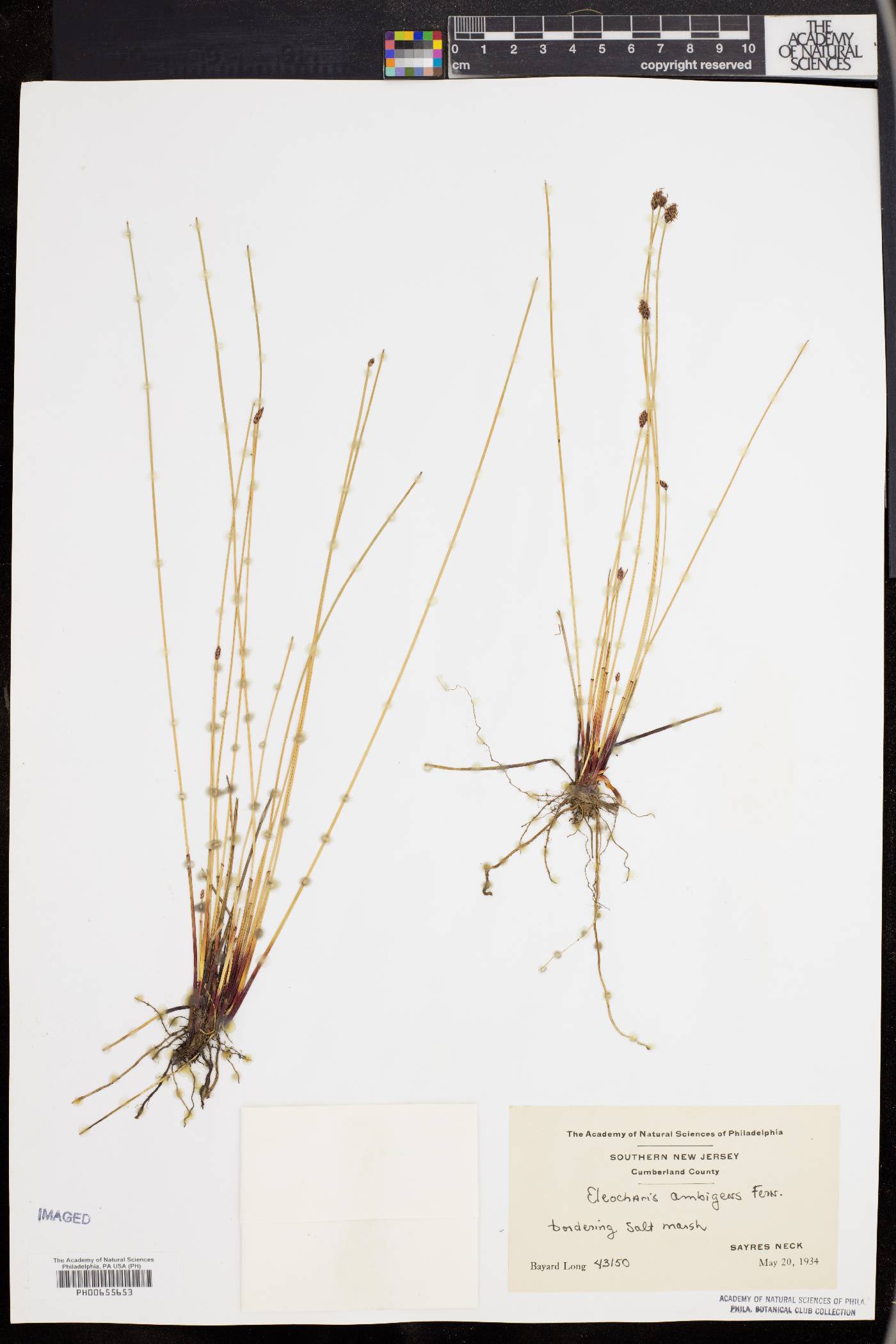 Eleocharis ambigens image