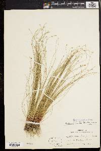 Eleocharis brittonii image