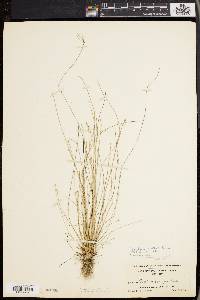 Eleocharis brittonii image