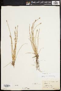 Eleocharis engelmannii image