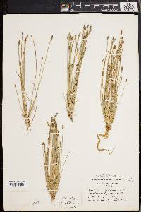 Eleocharis engelmannii image