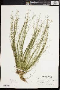 Eleocharis microcarpa image