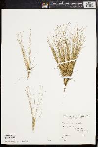 Eleocharis microcarpa image