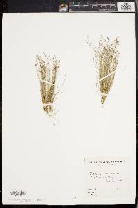 Eleocharis microcarpa image