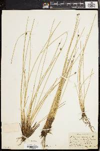 Eleocharis melanocarpa image