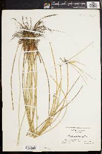 Eleocharis melanocarpa image