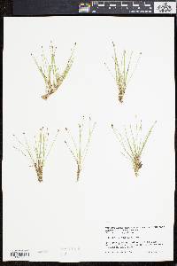 Eleocharis olivacea image