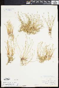 Eleocharis olivacea image