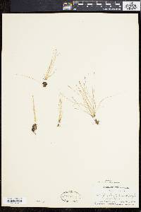 Eleocharis quinqueflora image