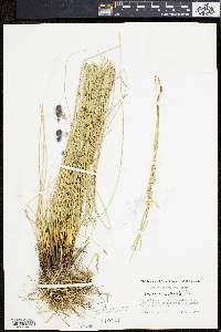 Eleocharis rostellata image