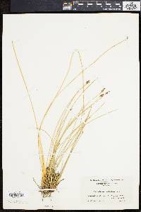 Eleocharis rostellata image