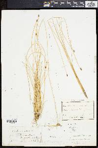 Eleocharis rostellata image