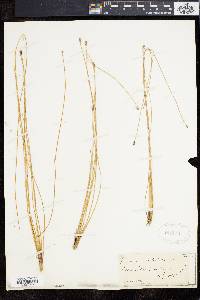 Eleocharis rostellata image