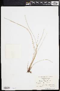 Eleocharis tricostata image