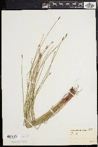 Eleocharis tricostata image