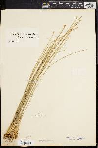 Eleocharis tricostata image