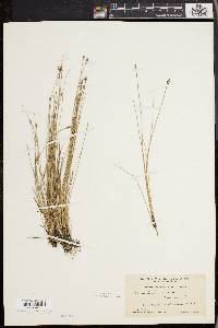 Eleocharis erythropoda image