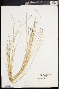 Eleocharis erythropoda image