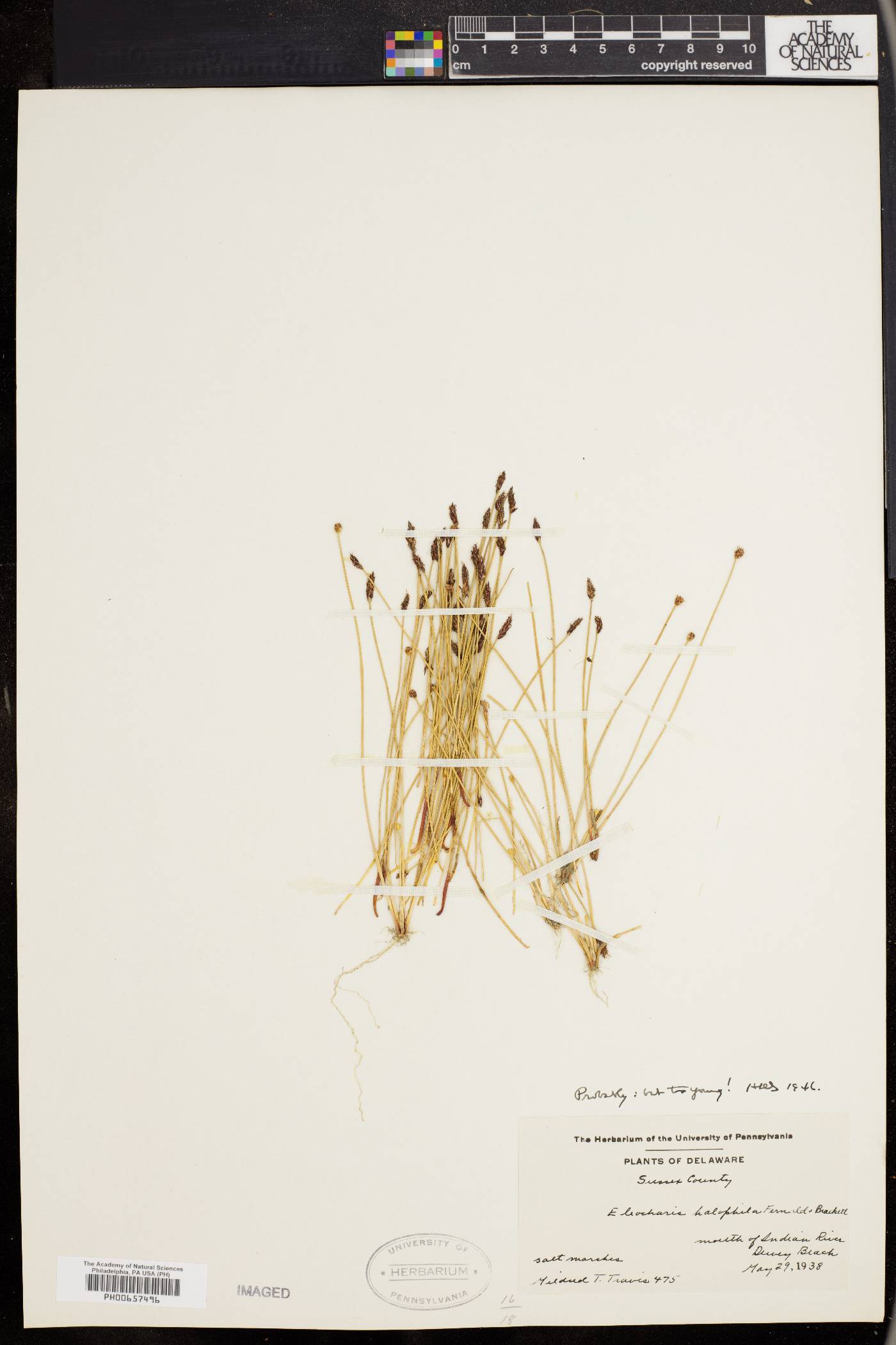 Eleocharis halophila image