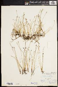 Eleocharis halophila image