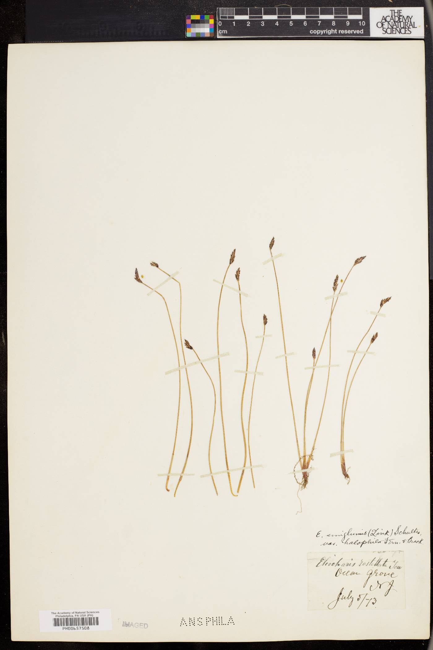 Eleocharis halophila image