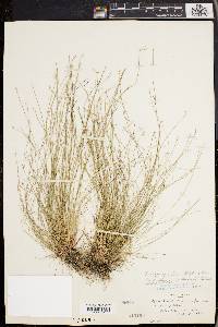 Eleocharis microcarpa image