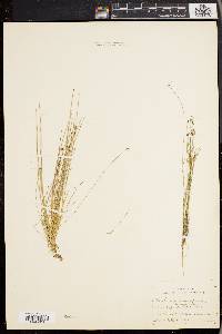 Eleocharis microcarpa image