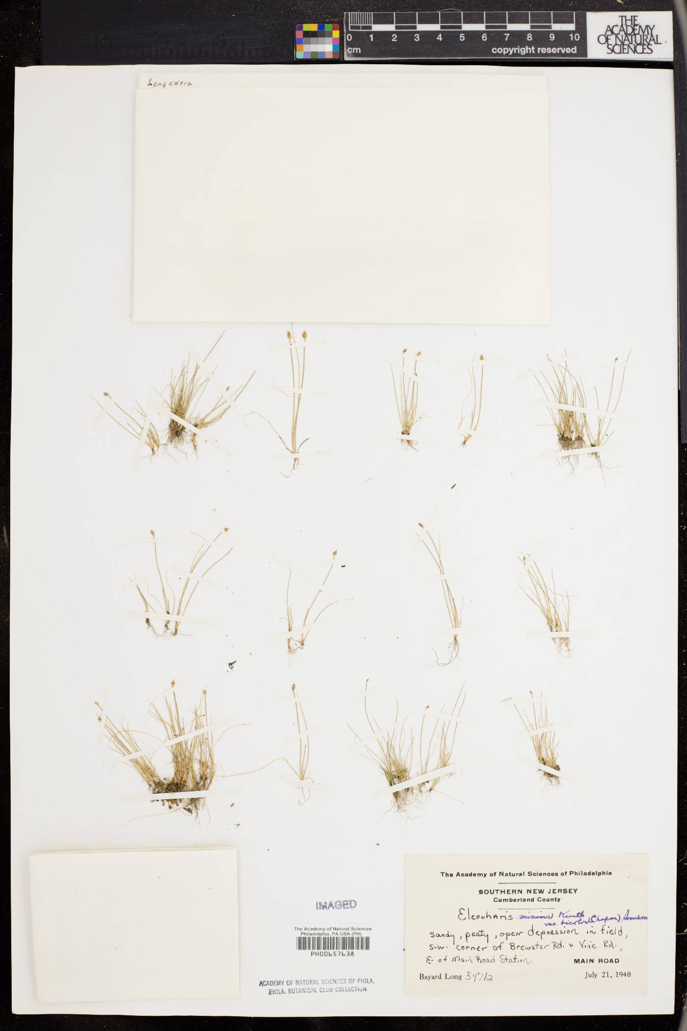 Eleocharis minima var. bicolor image