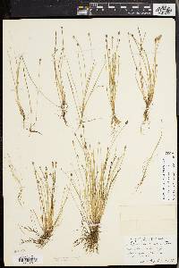 Eleocharis olivacea image