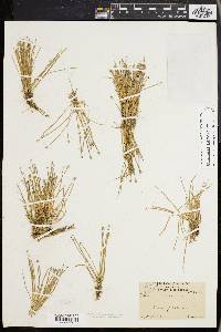 Eleocharis olivacea image