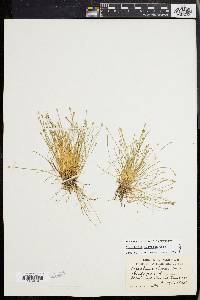 Eleocharis olivacea image