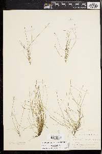 Eleocharis olivacea image