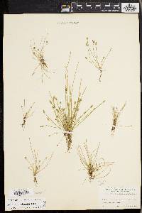 Eleocharis olivacea image